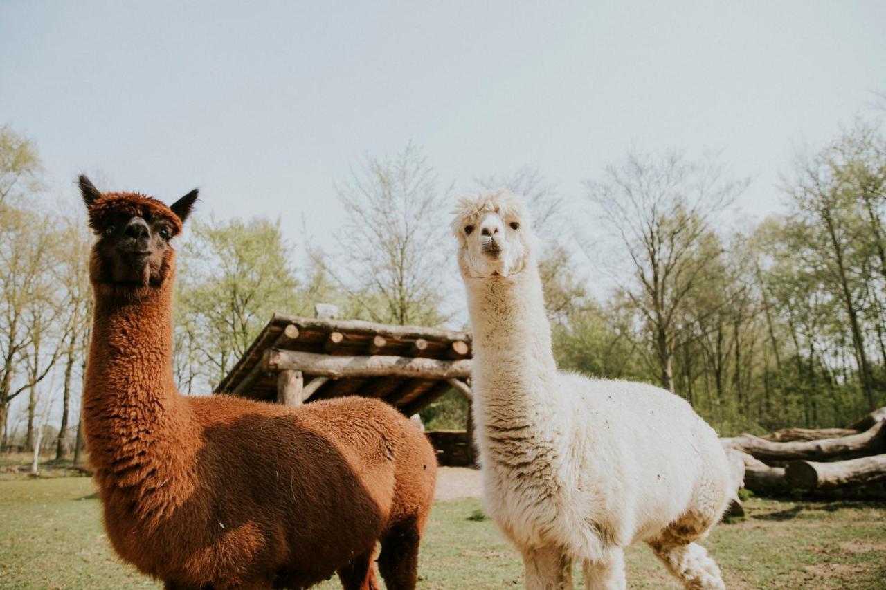 Vakantiepark Dierenbos Vinkel Zewnętrze zdjęcie